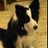 flowersnbcpup's profile image