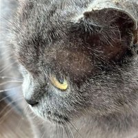 tarafsız kedi (@tarafsizkedi) Twitter profile photo