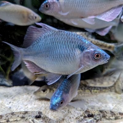 日淡、昆虫、自然が好きです(^^)
ガサガサで捕まえたお魚を飼育してます♪

社会で溜まったストレスは自然に癒やしてもらいます( ´ω`)