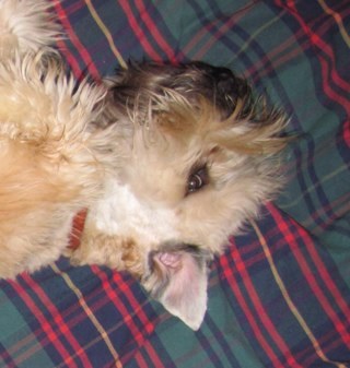 Wheaten_Terrier's profile picture. I am a real lady killer.  Long blond hair, full of energy, 30 pounds.  I like walks, long or short, playing ball, sitting under a tree.
