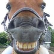 doodles_horse's profile picture. 