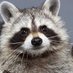 🌸빙글빙글봄봄라쿤🌸 (@melon_raccoon_) Twitter profile photo 🌸빙글빙글봄봄라쿤🌸 (@melon_raccoon_) Twitter profile photo