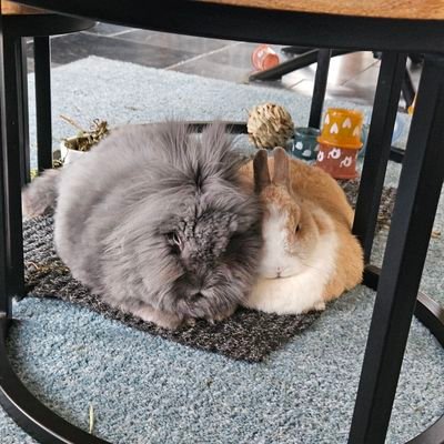 We are two adopted buns living a carefree houselive. #bemorebun #houserabbit #adoptdontshop
Before us, this account was run by Sammy, Ella and Quincy