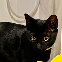 黒猫エース(@FWX6Aw236fQ802L) 's Twitter Profile Photo