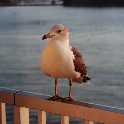 みらふぉさんのプロフィール画像
