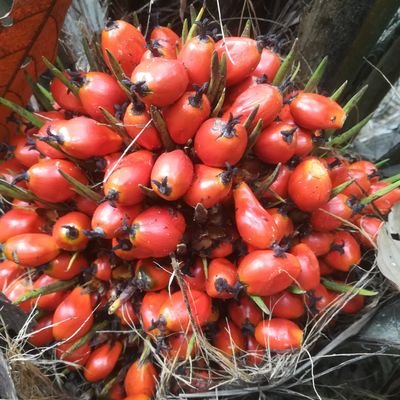 L'unique houphouët Dja amélioré