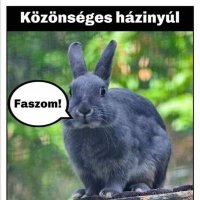 elkesetthusvetinyul (@husvetinyul) 's Twitter Profile Photo elkesetthusvetinyul (@husvetinyul) 's Twitter Profile Photo