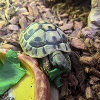 理事長マカロニ🐢 (@makaroni_egg) 's Twitter Profile Photo 理事長マカロニ🐢 (@makaroni_egg) 's Twitter Profile Photo