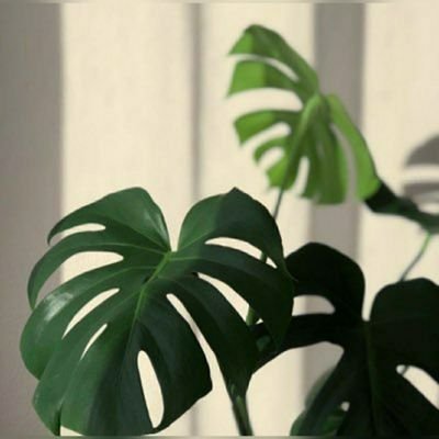 zseliff's profile picture. 