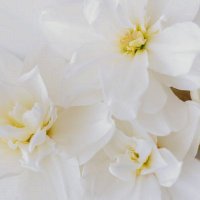 Violet Violet (@violetv32242) 's Twitter Profile