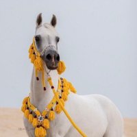 نورة (@n_f1278) 's Twitter Profile Photo نورة (@n_f1278) 's Twitter Profile Photo