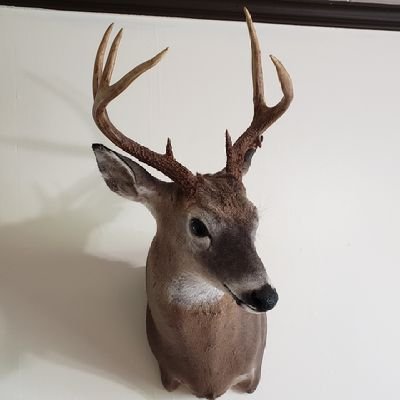 DasherBuck's profile picture. 