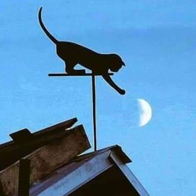 XMafredou's profile picture. 