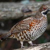 Annemarie Joyce "❤️ Memecoin" (@annemariejoyc12) 's Twitter Profile