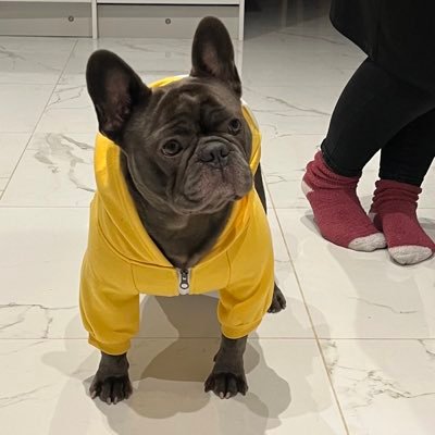 A Big Arsenal Fan A massive Fan of Boxing 🥊 & Tennis & MotoGP…I also love🏋️‍♀️lifting weights,and I love my awesome French bulldogs