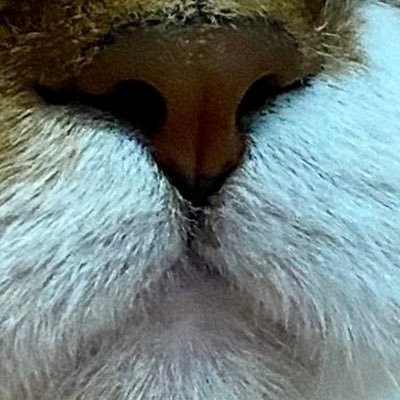 mynameislinlada's profile picture. 