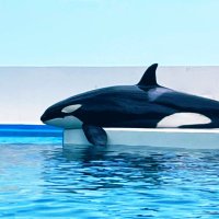 kzr (@kuzira_zatta01) Twitter profile photo