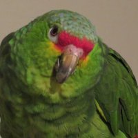 Richard North (@ollieparrot) 's Twitter Profile