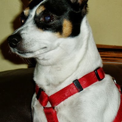 DarkCardinal0's profile picture. 