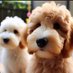 Boo 🐶 & Bear 🐻🏴🐾 💖™️ (@booandbear123) Twitter profile photo Boo 🐶 & Bear 🐻🏴🐾 💖™️ (@booandbear123) Twitter profile photo