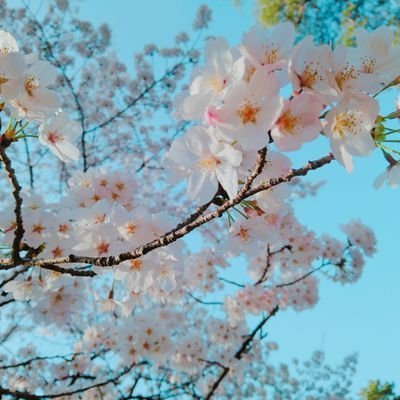 B☺︎CPさんのプロフィール画像