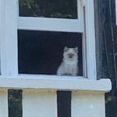 courgetteeater's profile picture. it’s as if you just rode a horse across the room