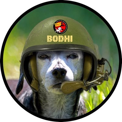 I’m Bodhi, 15 yr old beach dog & proud soldyer in the Zombie Squad #ZSHQ