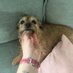 Pickle the Border Terrier (@BorderPickle) Twitter profile photo