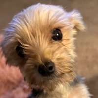 Monica Cates (@monicasloves) 's Twitter Profile