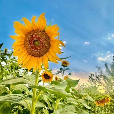 samaneh2014's profile picture. IntractAmbassador