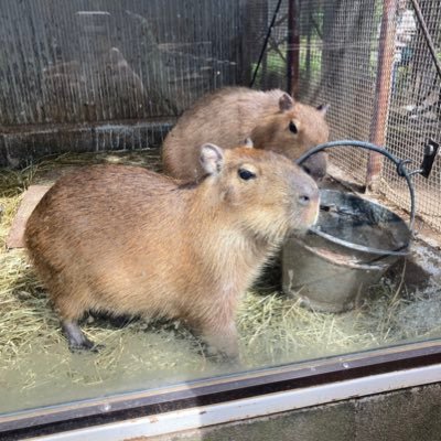 nubile526's profile picture. バーチャesとキャンプが好きな一級時計修理技能士。ブラッド使い。