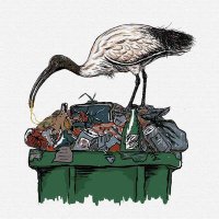 Royalibis (@royalibis1) 's Twitter Profile