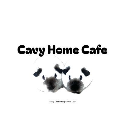 breeding cavy/guinepig Thailand เพาะพันธ์ จำหน่าย หนูแกสบี้ แท้กรุงเทพ สอบถาม line @cavyhomecafe