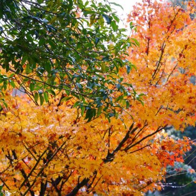 MoFMoF_san's profile picture. 陸海空メカ好き🚘🚢✈️｜WW2写真・資料収集｜怪しい考証｜#NDLDC｜実用車好き｜🥃