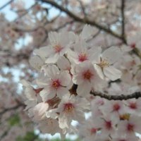 桜花爛漫 (@maichire_sakura) 's Twitter Profile Photo 桜花爛漫 (@maichire_sakura) 's Twitter Profile Photo