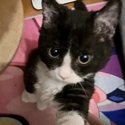 PunyaAisha31767's profile picture. ^⁠_⁠^ | diary-dump