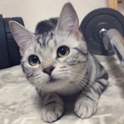 しどくんさんのプロフィール画像