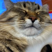 渡良瀬 (@0y_dy) Twitter profile photo