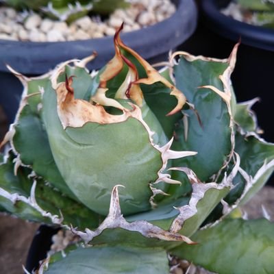 yorozu_uru's profile picture. 販売する洋書・用品・植物等載せてきます。
探してる洋書等あればご連絡を。