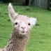Inca (@hoga1voight) Twitter profile photo Inca (@hoga1voight) Twitter profile photo