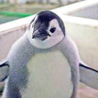 ザッハトルテ (@akeko2) Twitter profile photo