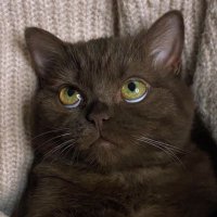Ο(ΰΉββ'~'ΰΉββ) ΰ»κ± (@catlvr3000) 's Twitter Profile Photo Ο(ΰΉββ'~'ΰΉββ) ΰ»κ± (@catlvr3000) 's Twitter Profile Photo