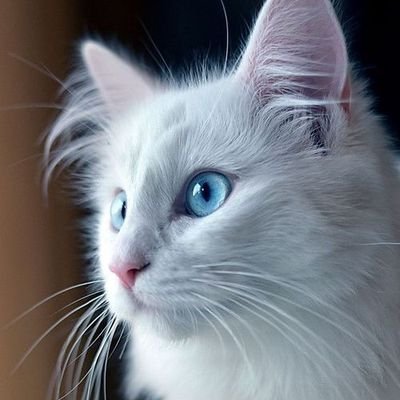 Maazotmani's profile picture. Veterinary Doctor
