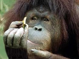 Malay:orang (man) and (h)utan (forest)- Wiki