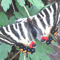 水槽委員 (@soso30185219) Twitter profile photo