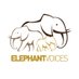 ElephantVoices (@elephantvoices) Twitter profile photo