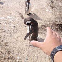 oripachi (@oripachi) 's Twitter Profile