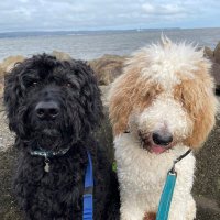 Laura McConaghy (@lauramcconaghy) 's Twitter Profile