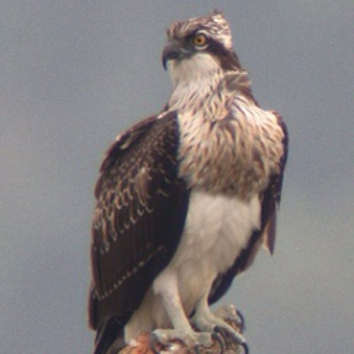 Osprey60's profile picture. 