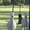 sarcasticquotes's profile picture. Wise & Humorous Sarcastic Quotes from great thinkers, famous people and celebrities across the world